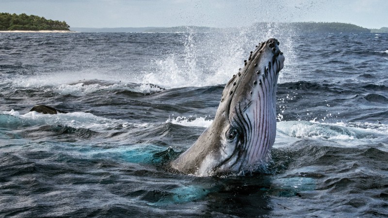 Xem Phim Bí Ẩn Của Loài Cá Voi, Secrets of the Whales 2021