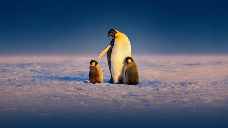 Xem Phim Secrets of the Penguins, Secrets of the Penguins 2025