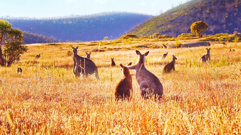 Xem Phim Thung lũng kangaroo, Kangaroo Valley 2022